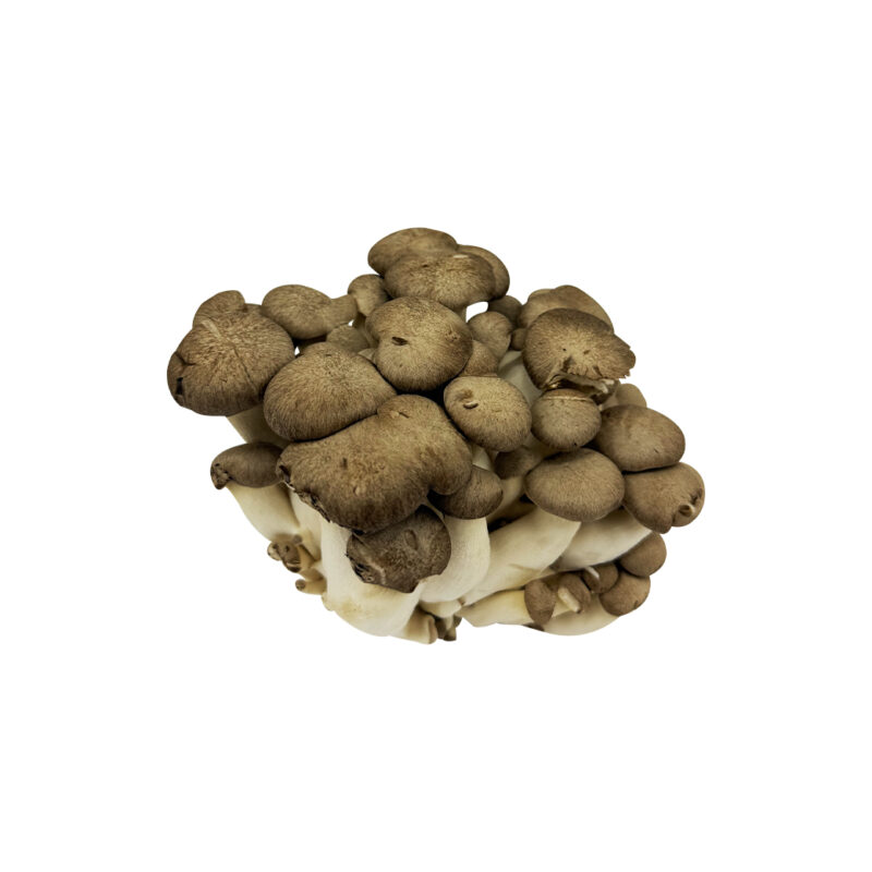 黑美人菇(150g:盒)-2